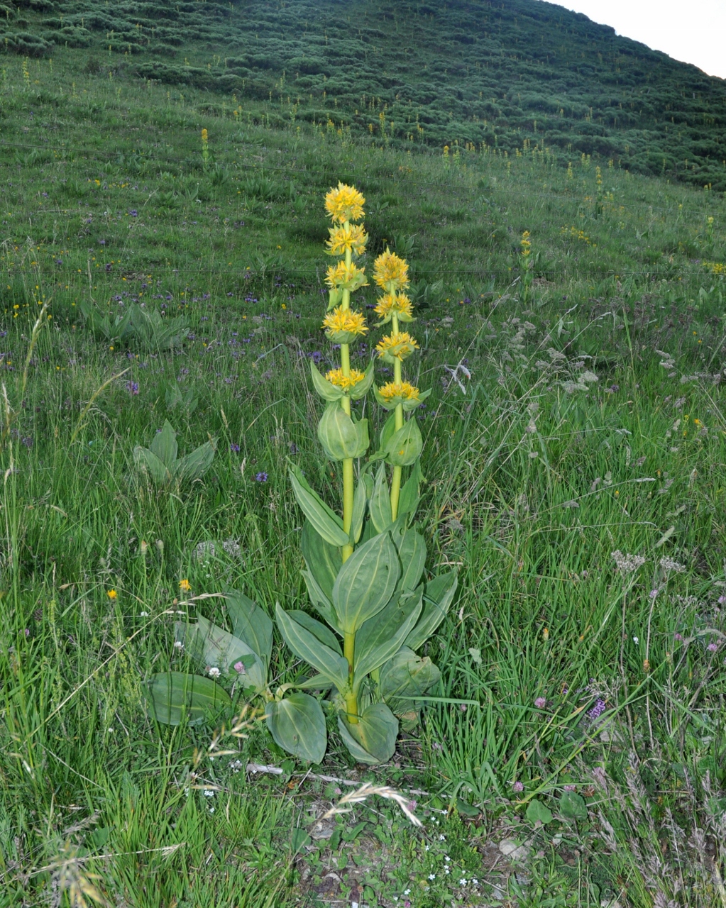 Gentianaceae Gentiana lutea