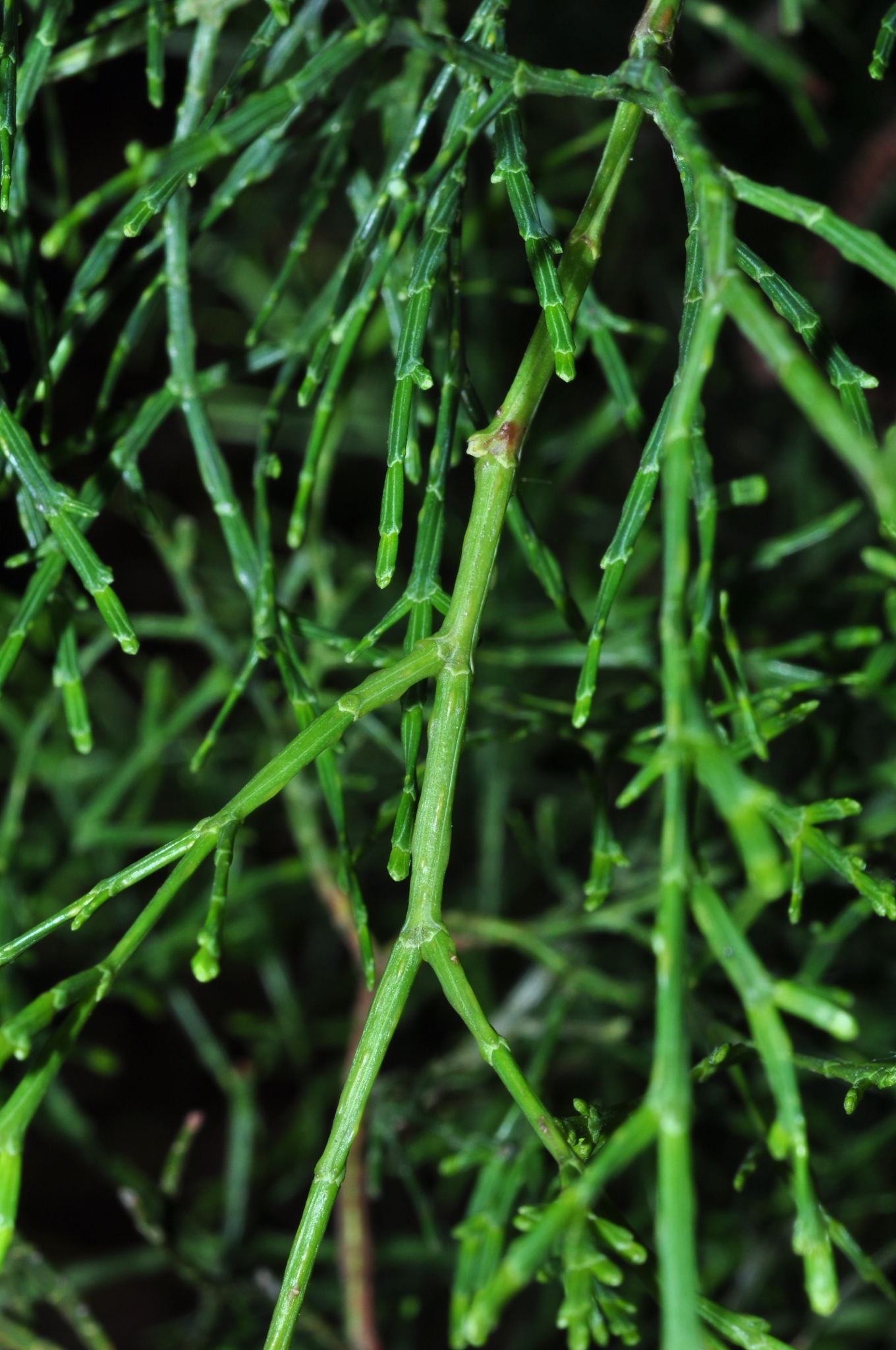 Cupressaceae Tetraclinis articulata