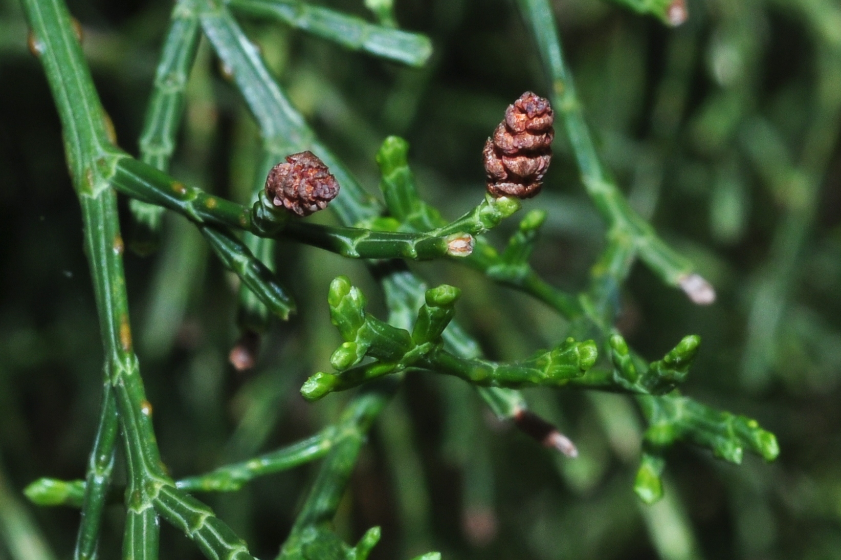 Cupressaceae Tetraclinis articulata