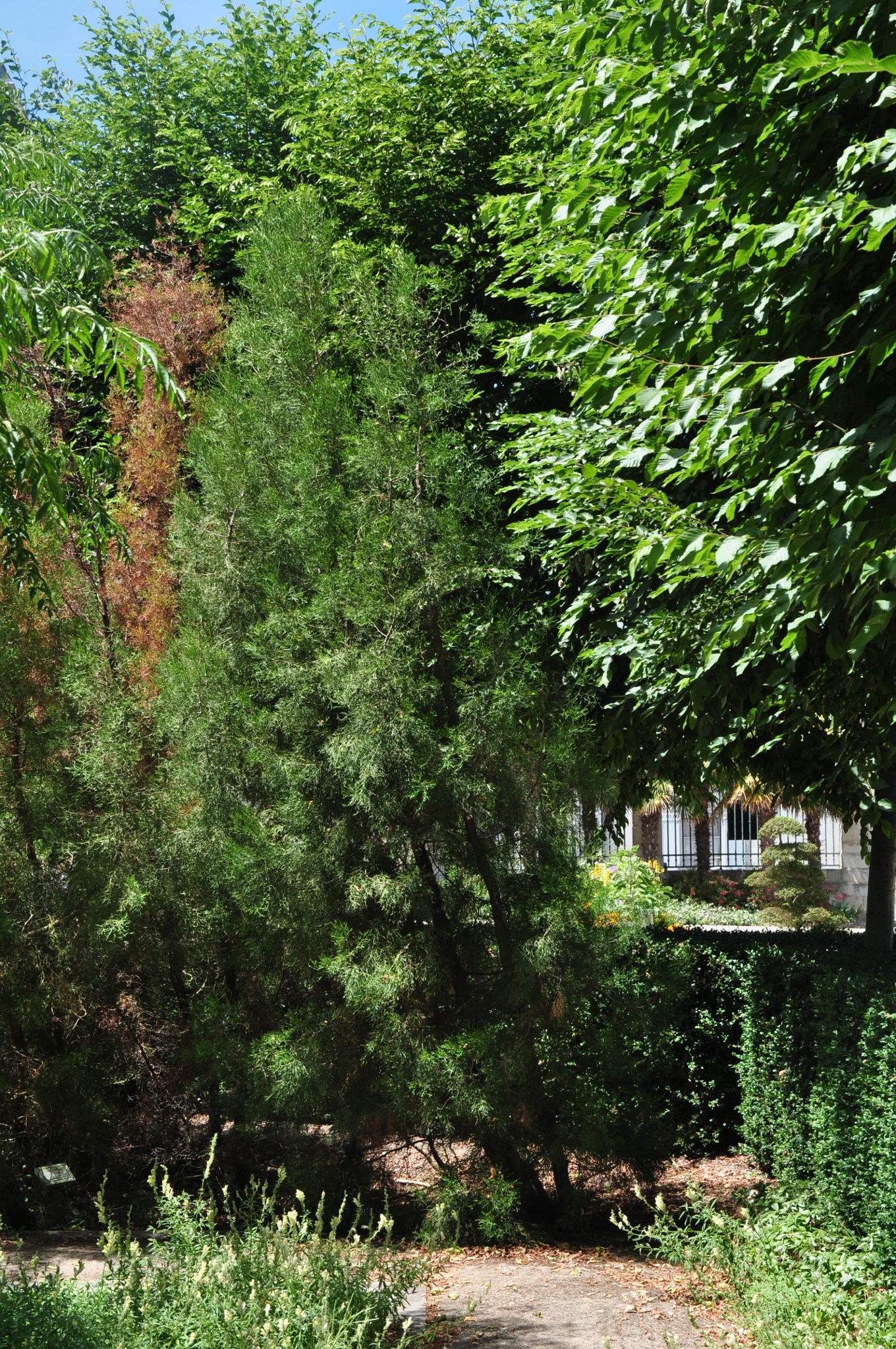 Cupressaceae Tetraclinis articulata