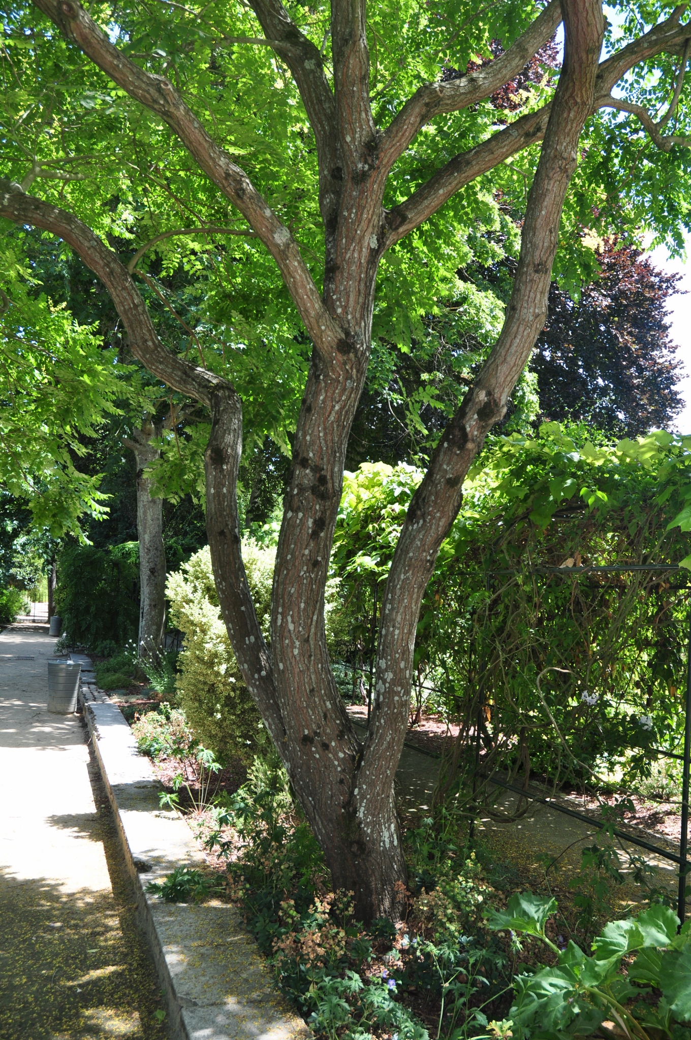 Sapindaceae Koelreuteria paniculata