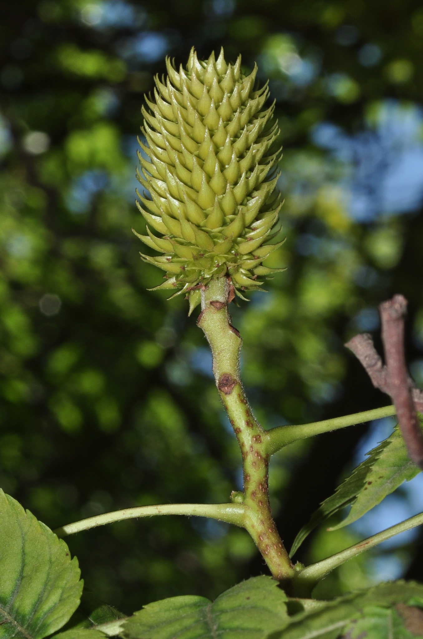 Juglandaceae Platycarya strobilacea