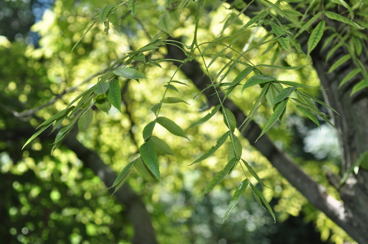 Juglandaceae Platycarya strobilacea