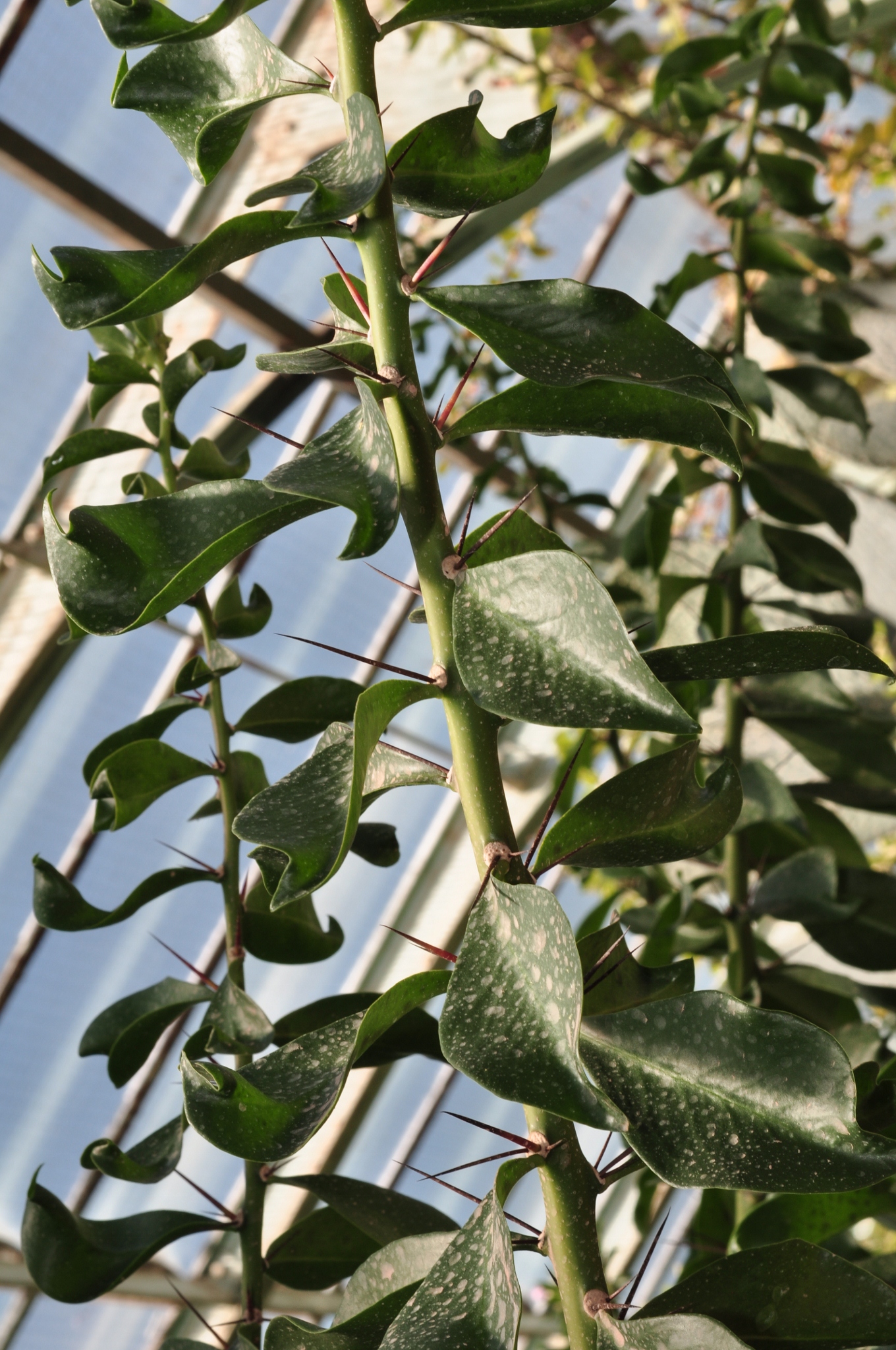 Cactaceae Pereskia sacharosa