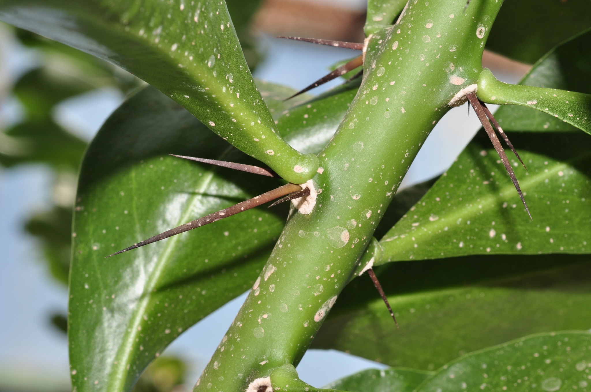 Cactaceae Pereskia sacharosa