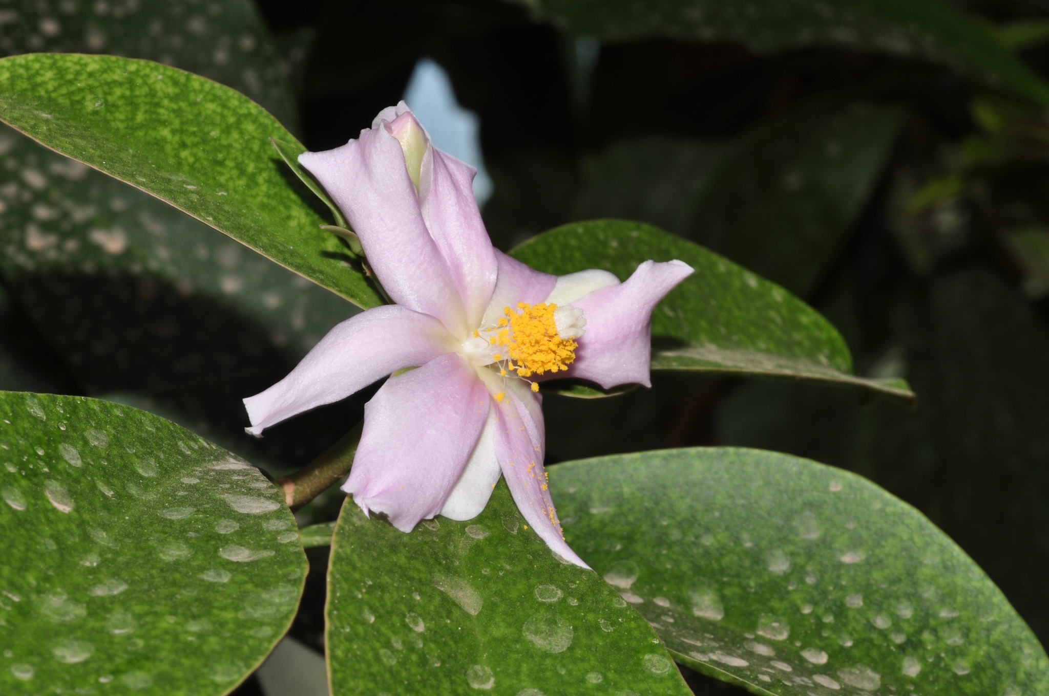 Cactaceae Pereskia grandifolia