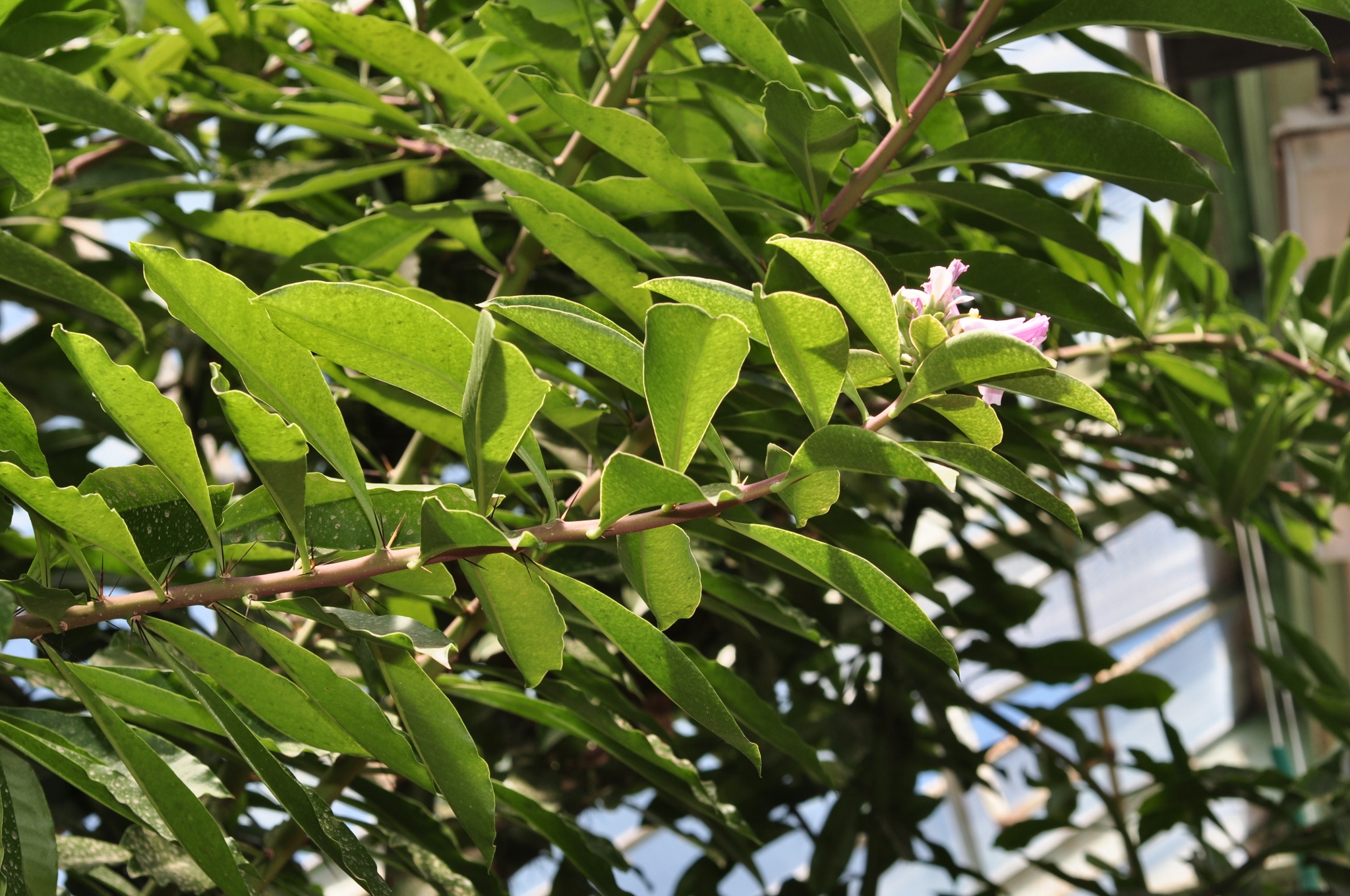 Cactaceae Pereskia grandifolia