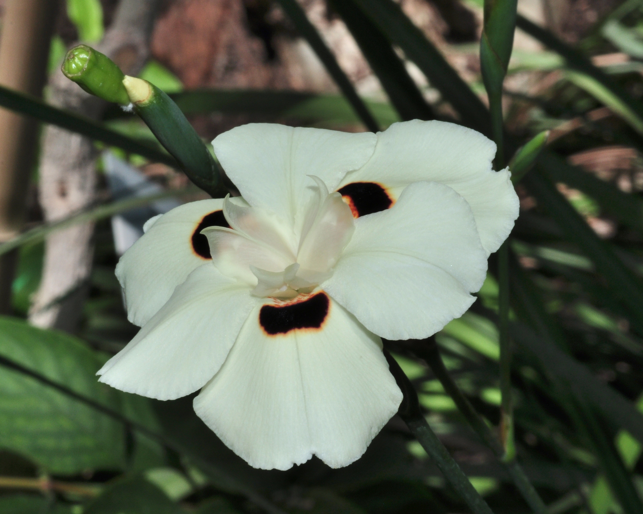 Iridaceae Dietes bicolor