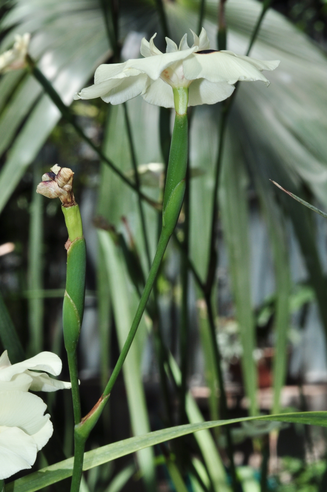 Iridaceae Dietes bicolor