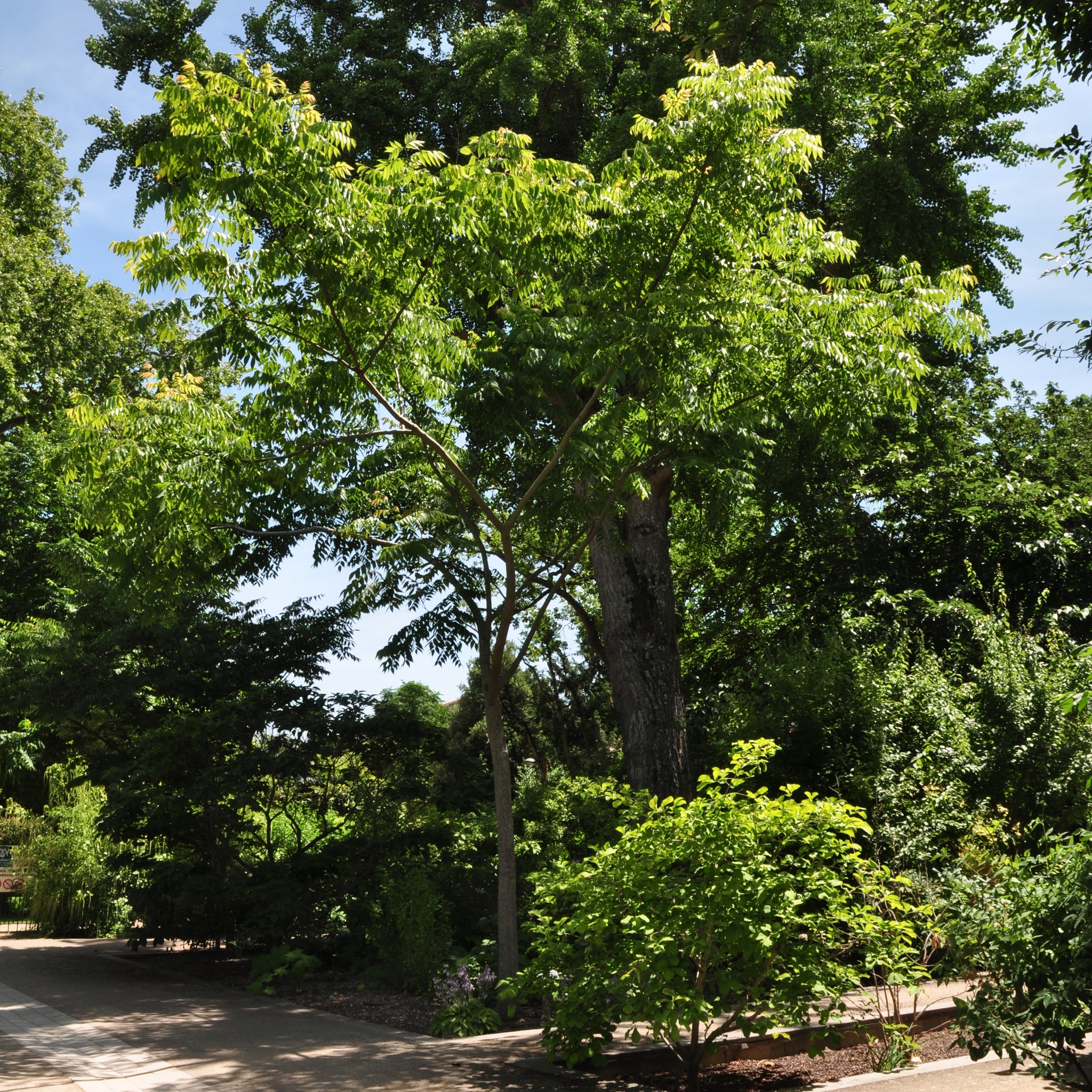 Sapindaceae Koelreuteria bipinnata