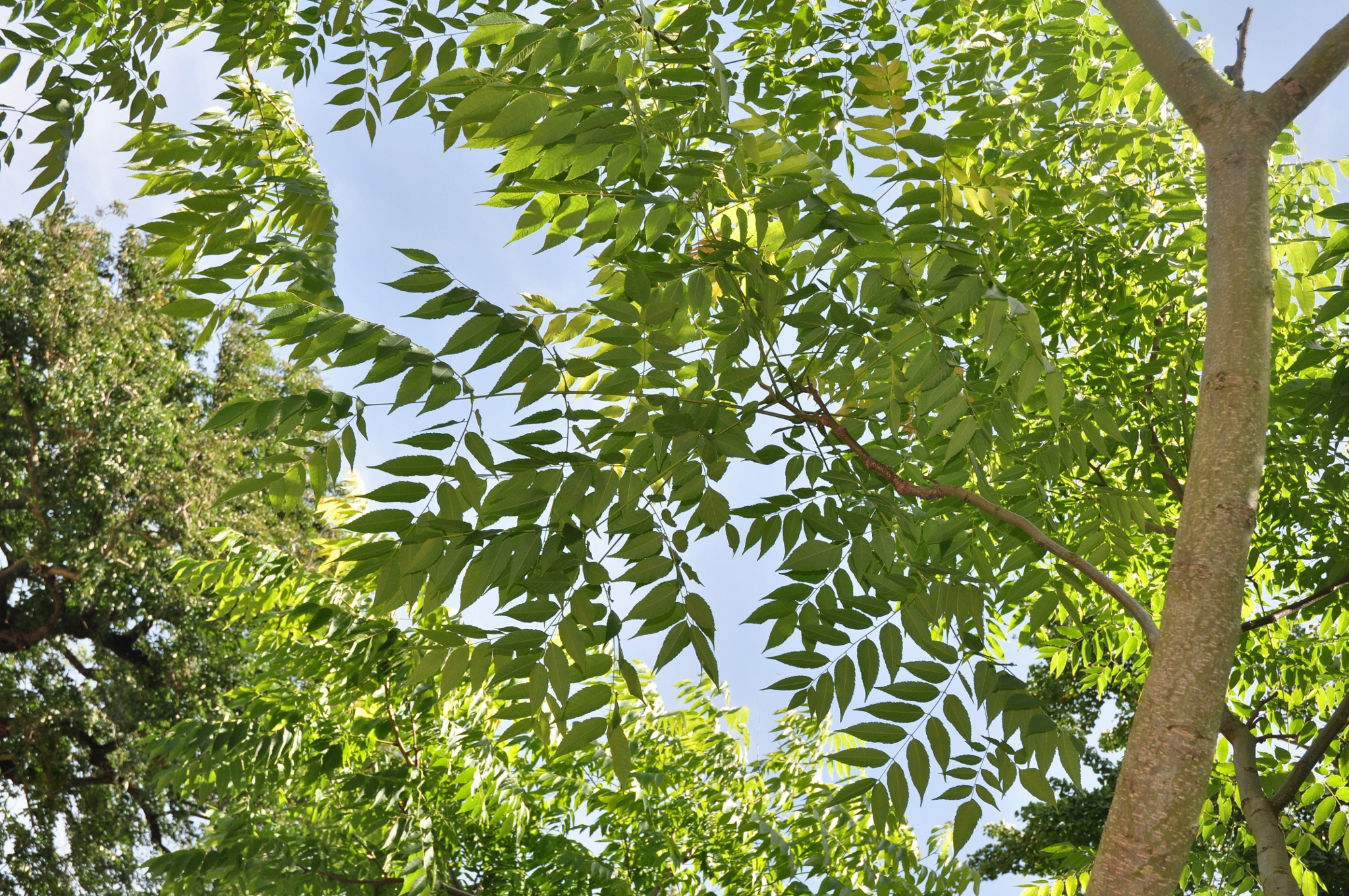 Sapindaceae Koelreuteria bipinnata