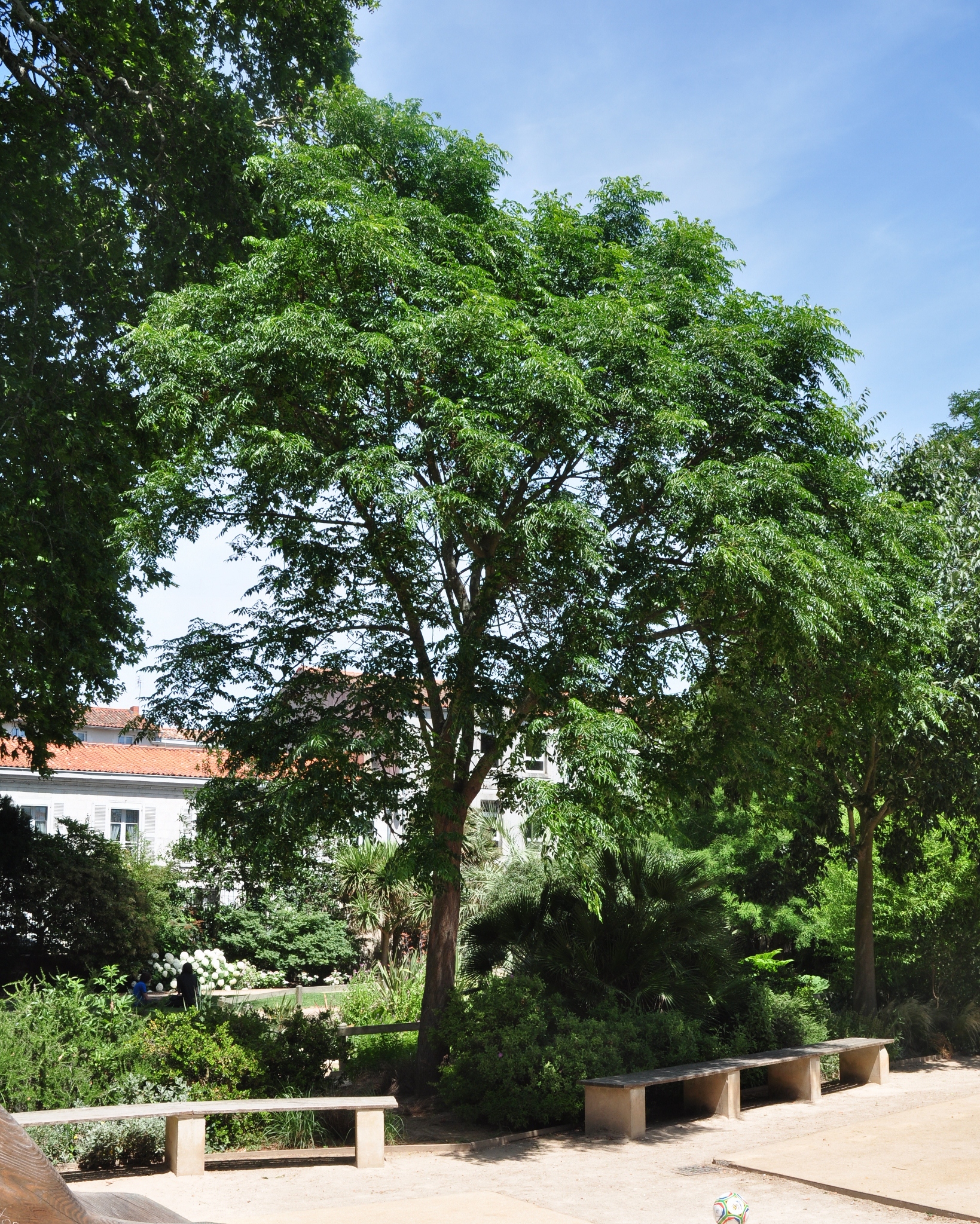 Sapindaceae Koelreuteria bipinnata