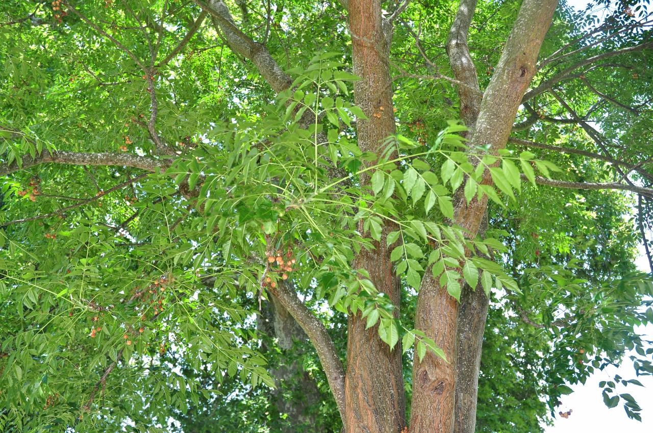 Sapindaceae Koelreuteria bipinnata