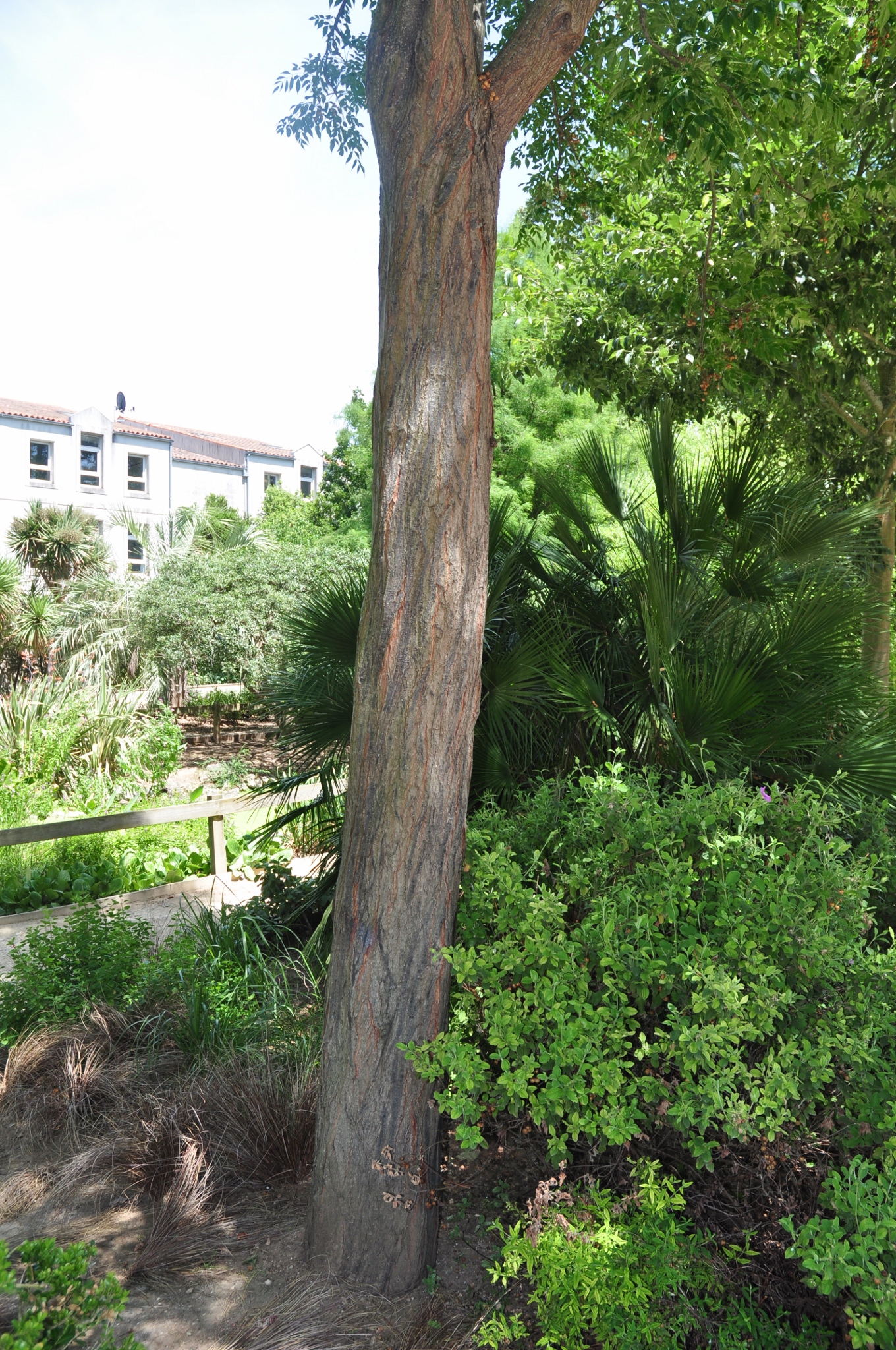 Sapindaceae Koelreuteria bipinnata