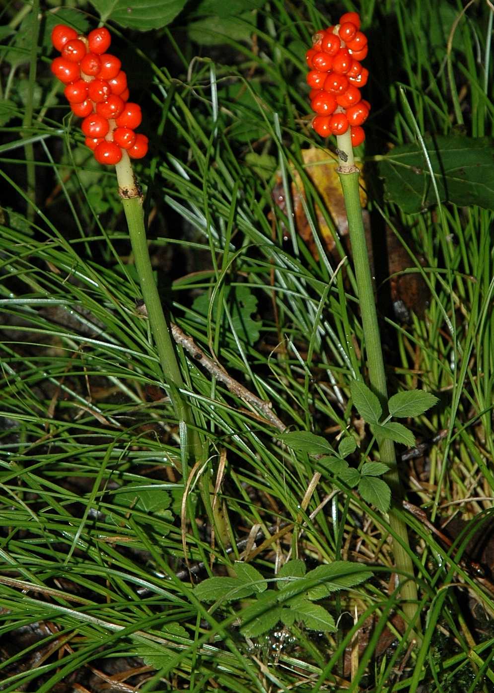 Araceae Arum maculatum