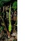 image of Arum maculatum