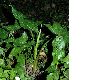 image of Arum maculatum