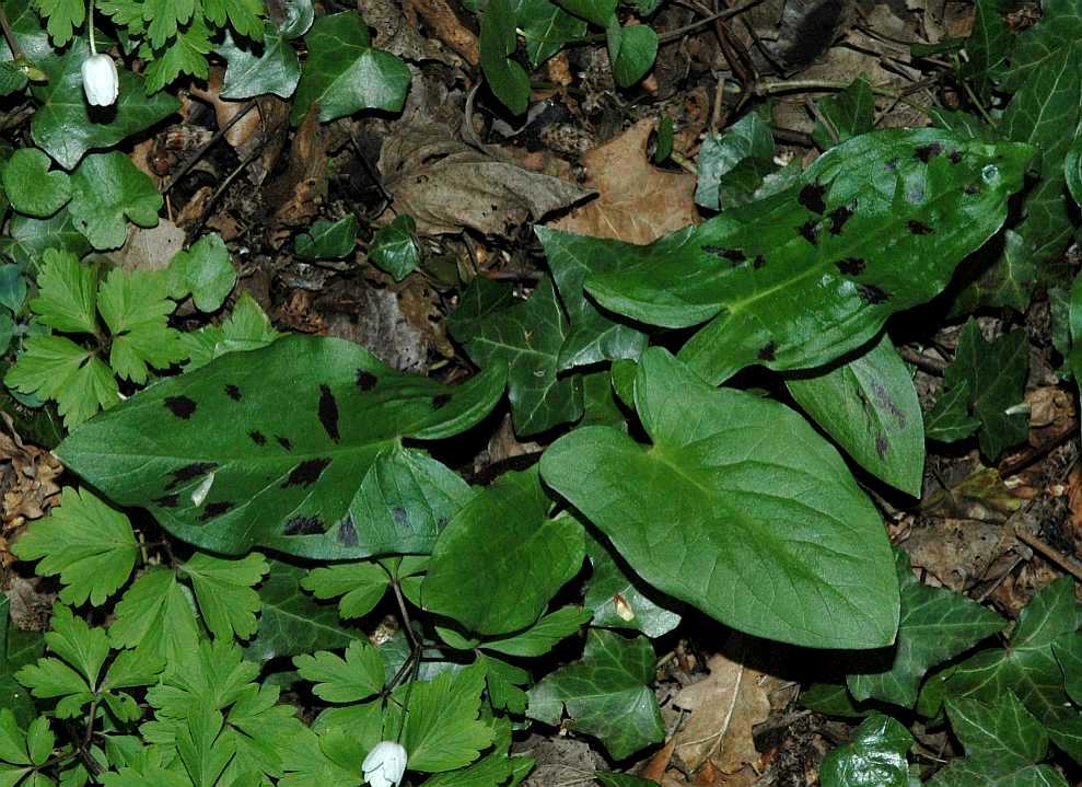 Araceae Arum maculatum