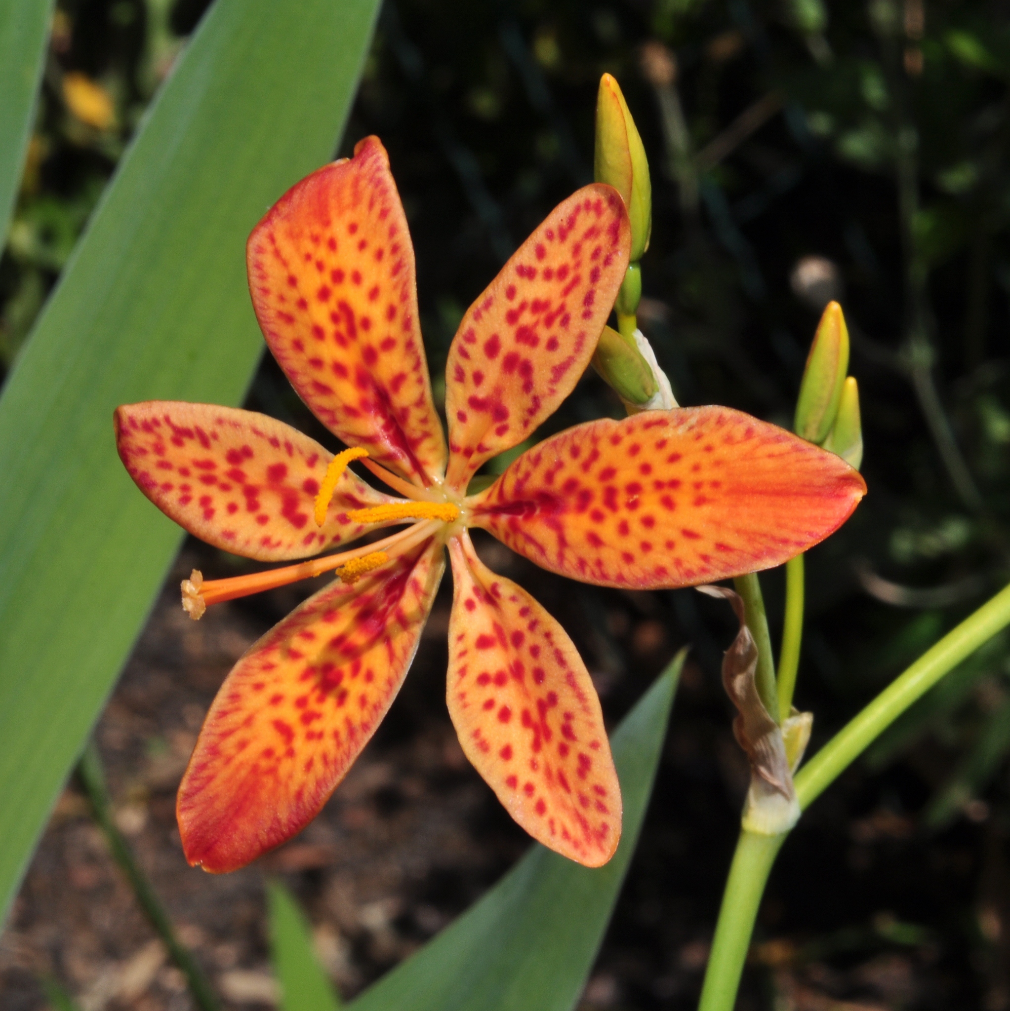 Iridaceae Belamcanda chinensis