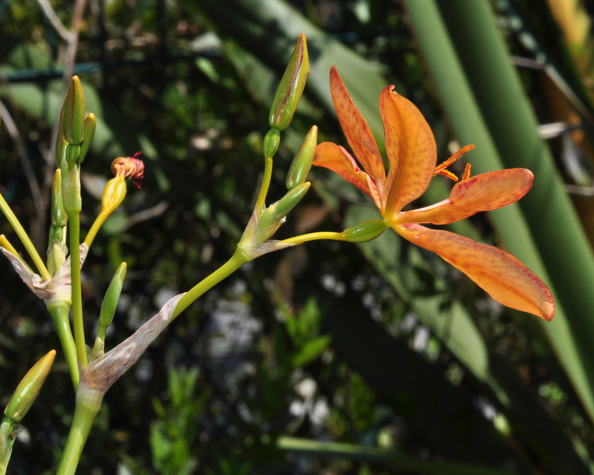 Iridaceae Belamcanda chinensis