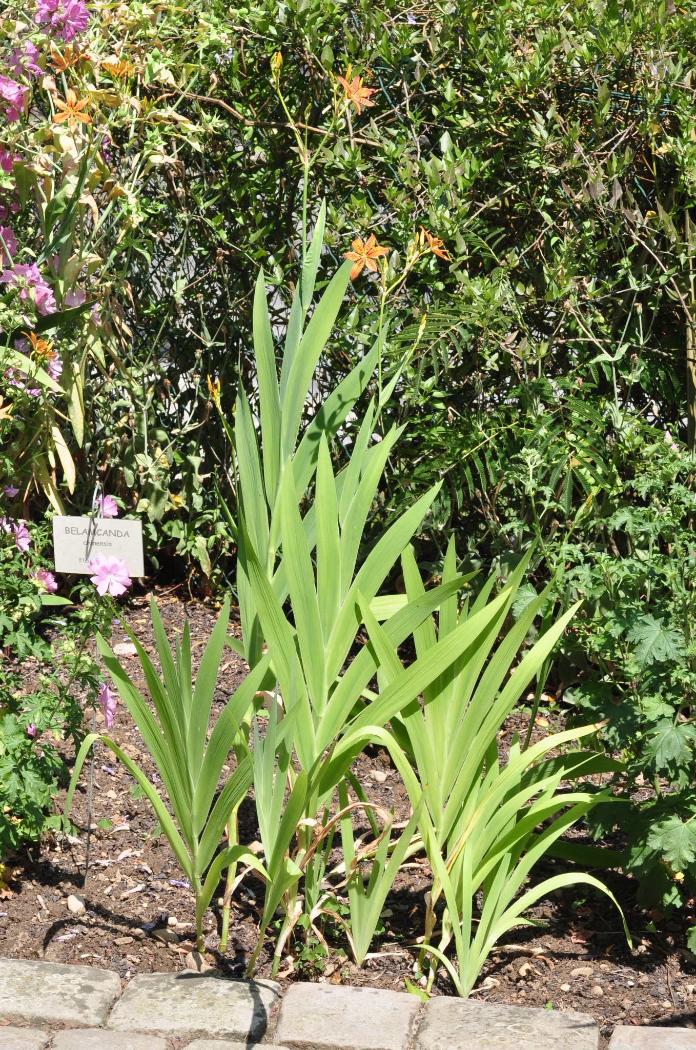 Iridaceae Belamcanda chinensis