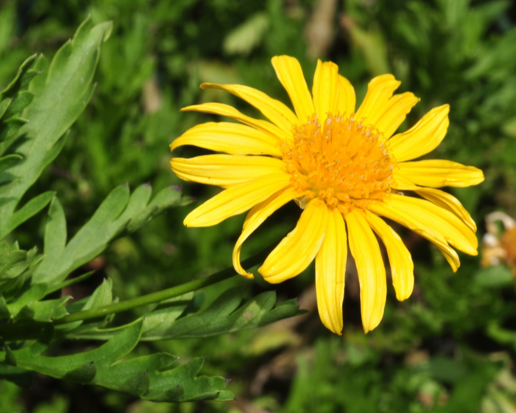 Asteraceae Euryops abratanifolia