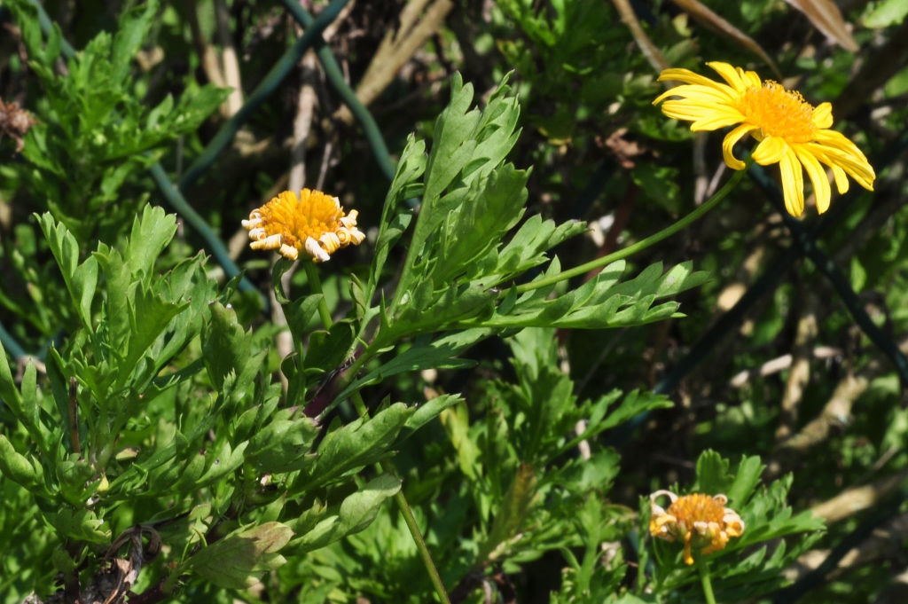 Asteraceae Euryops abratanifolia