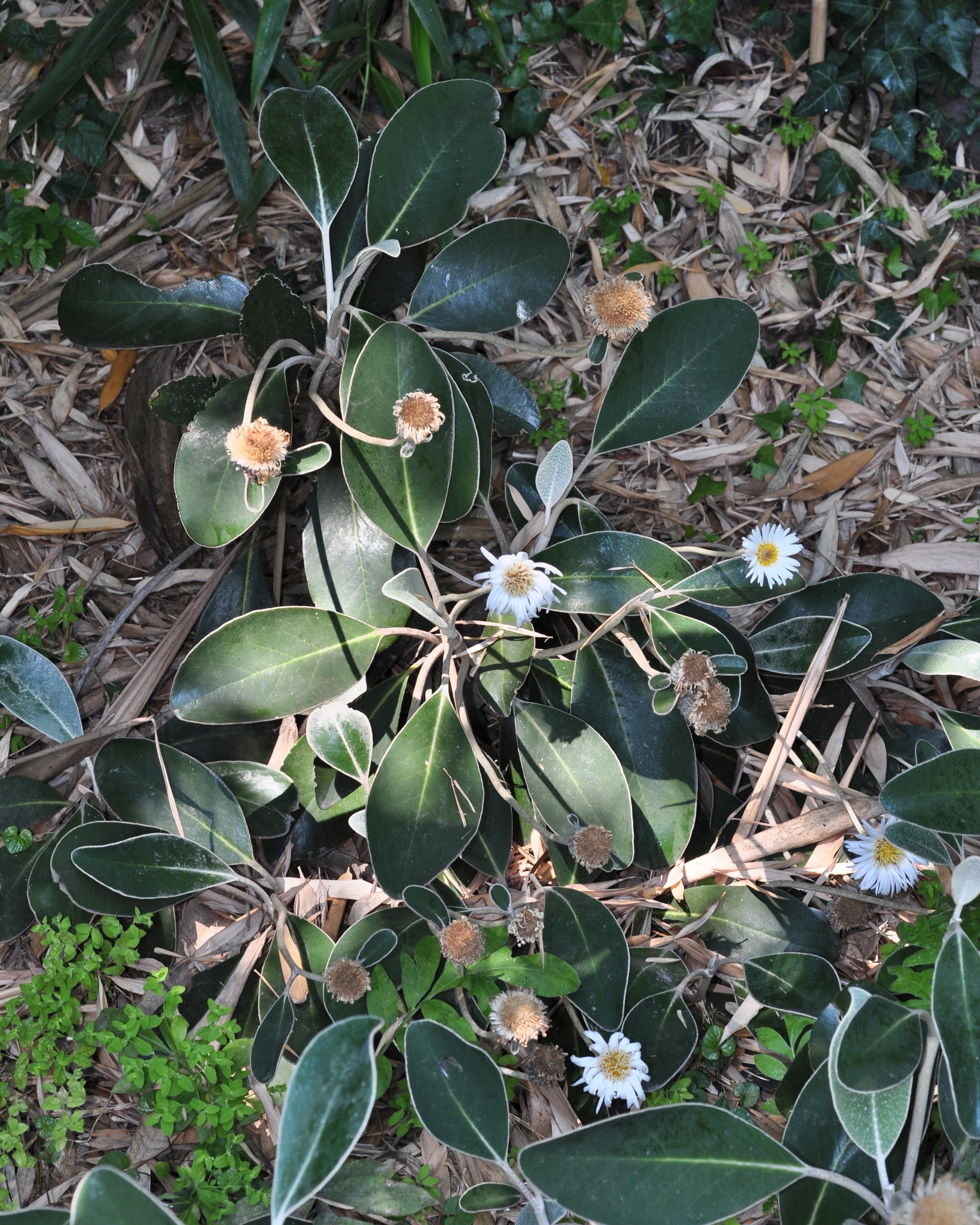 Asteraceae Pachystegia insignis