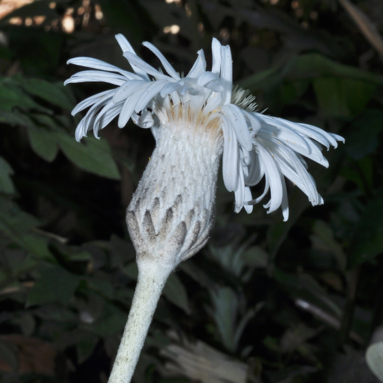 Asteraceae Pachystegia insignis