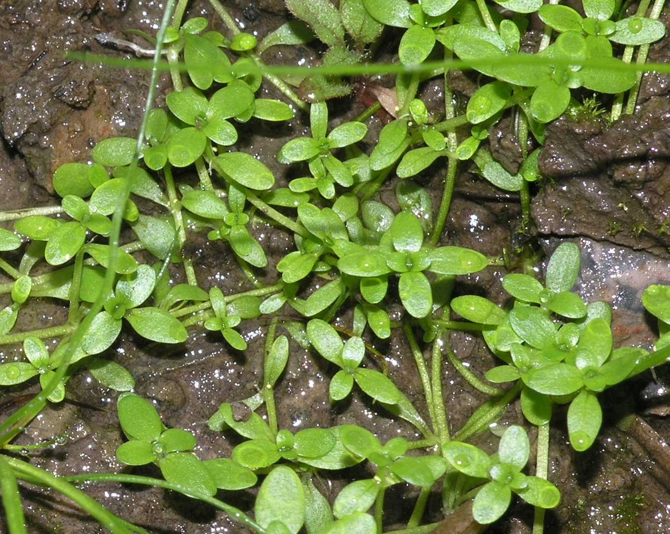 Plantaginaceae Callitriche 
