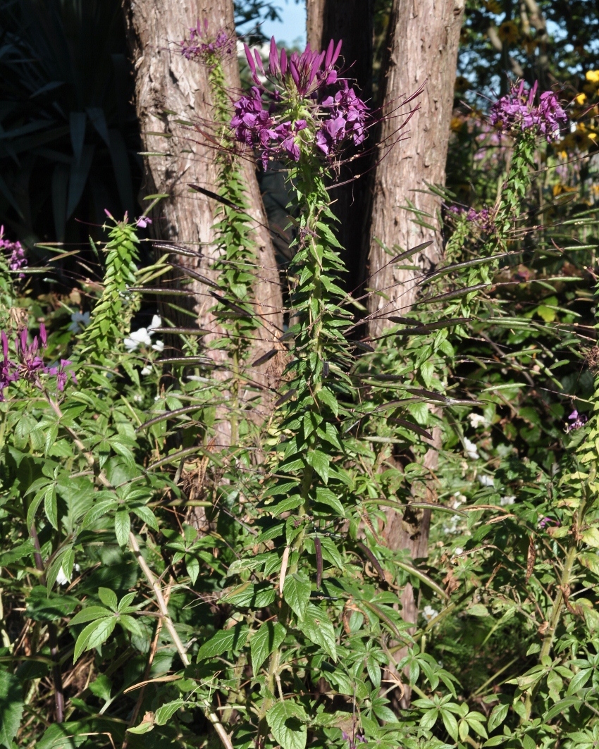 Cleomaceae Cleome spinosa