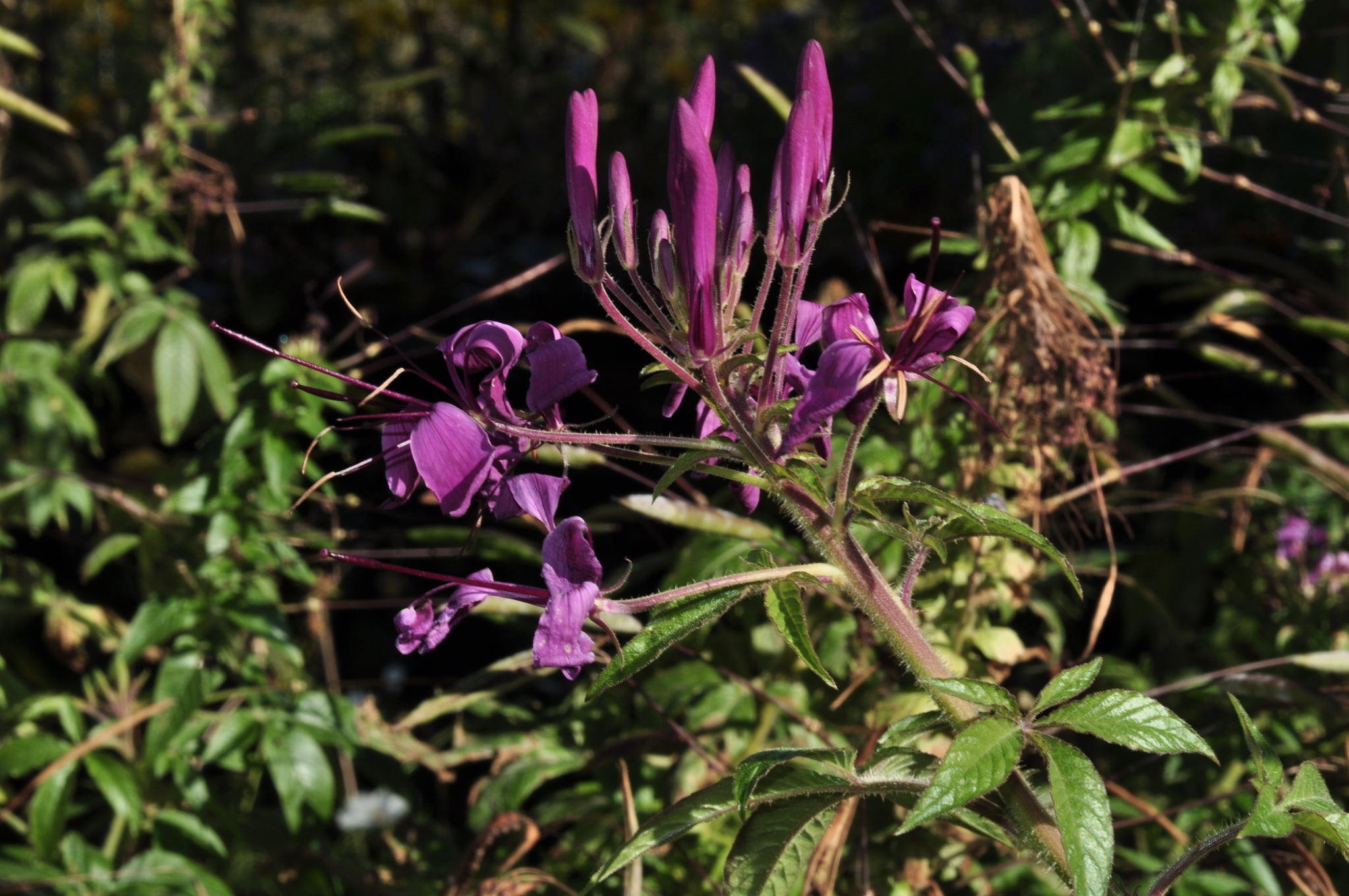 Cleomaceae Cleome spinosa