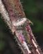 image of Cleome spinosa