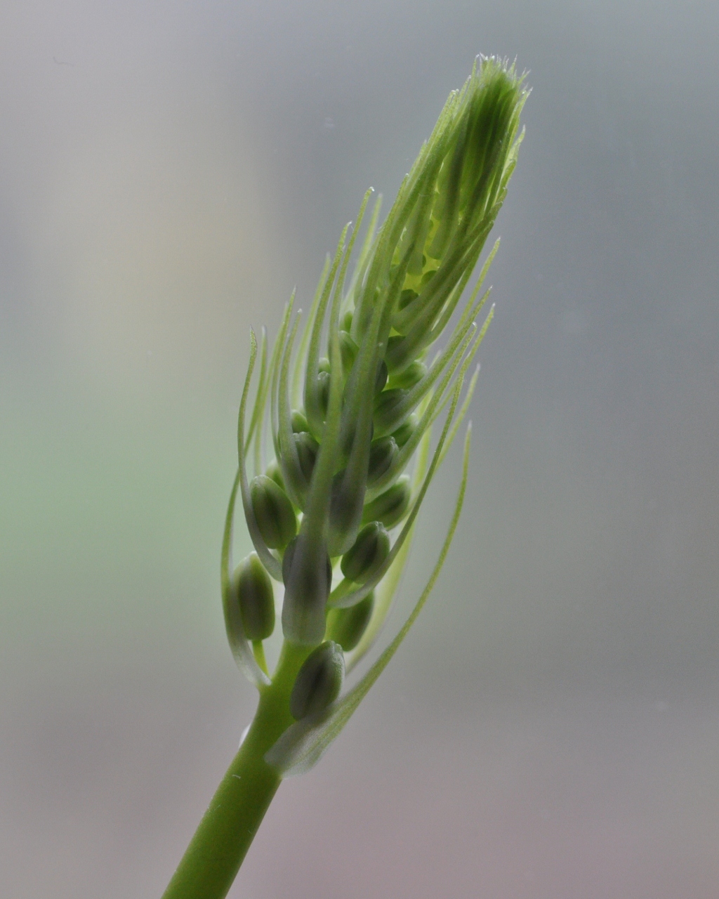 Hyacinthaceae Albuca bracteata