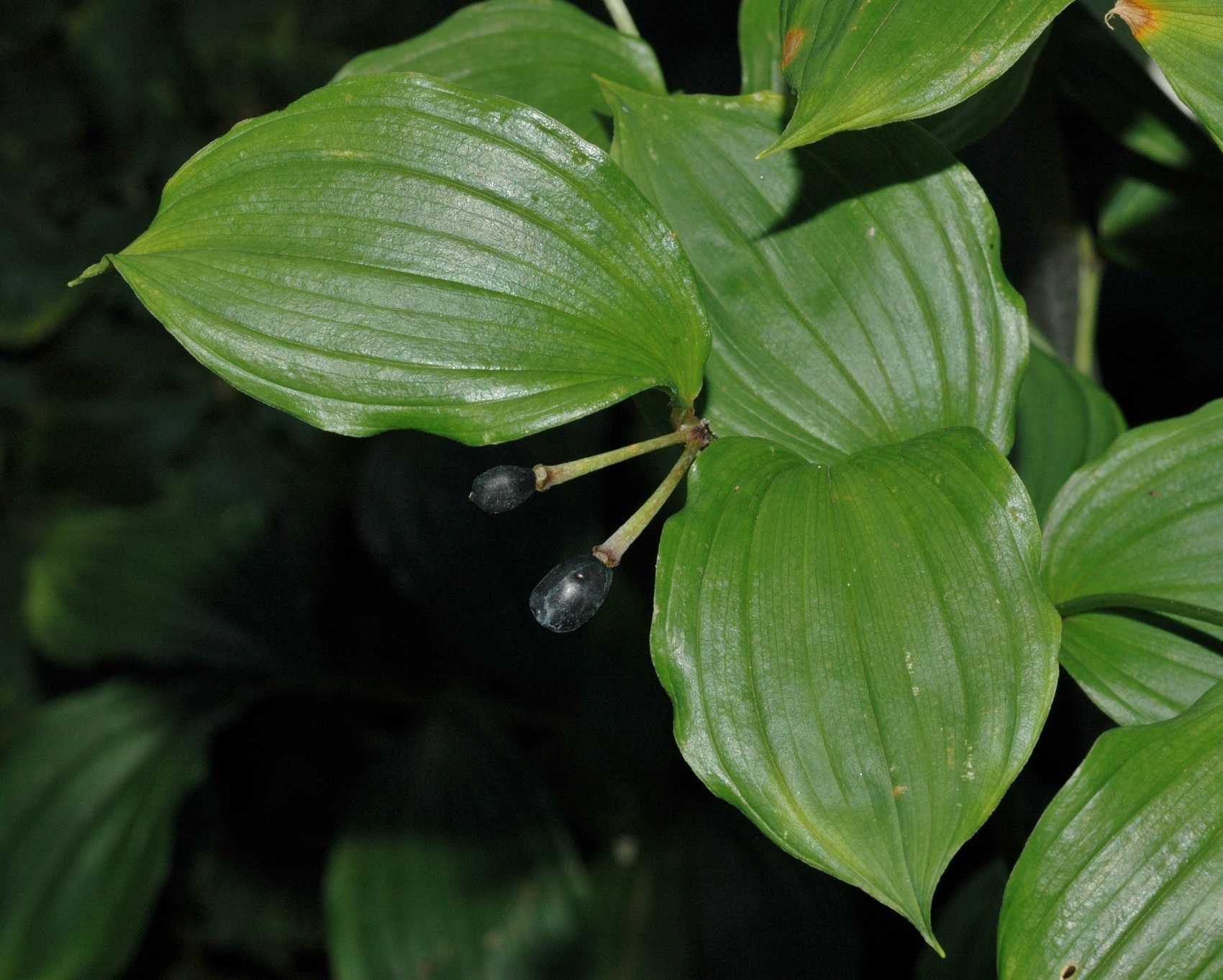 Asparagaceae Disporopsis arisanensis