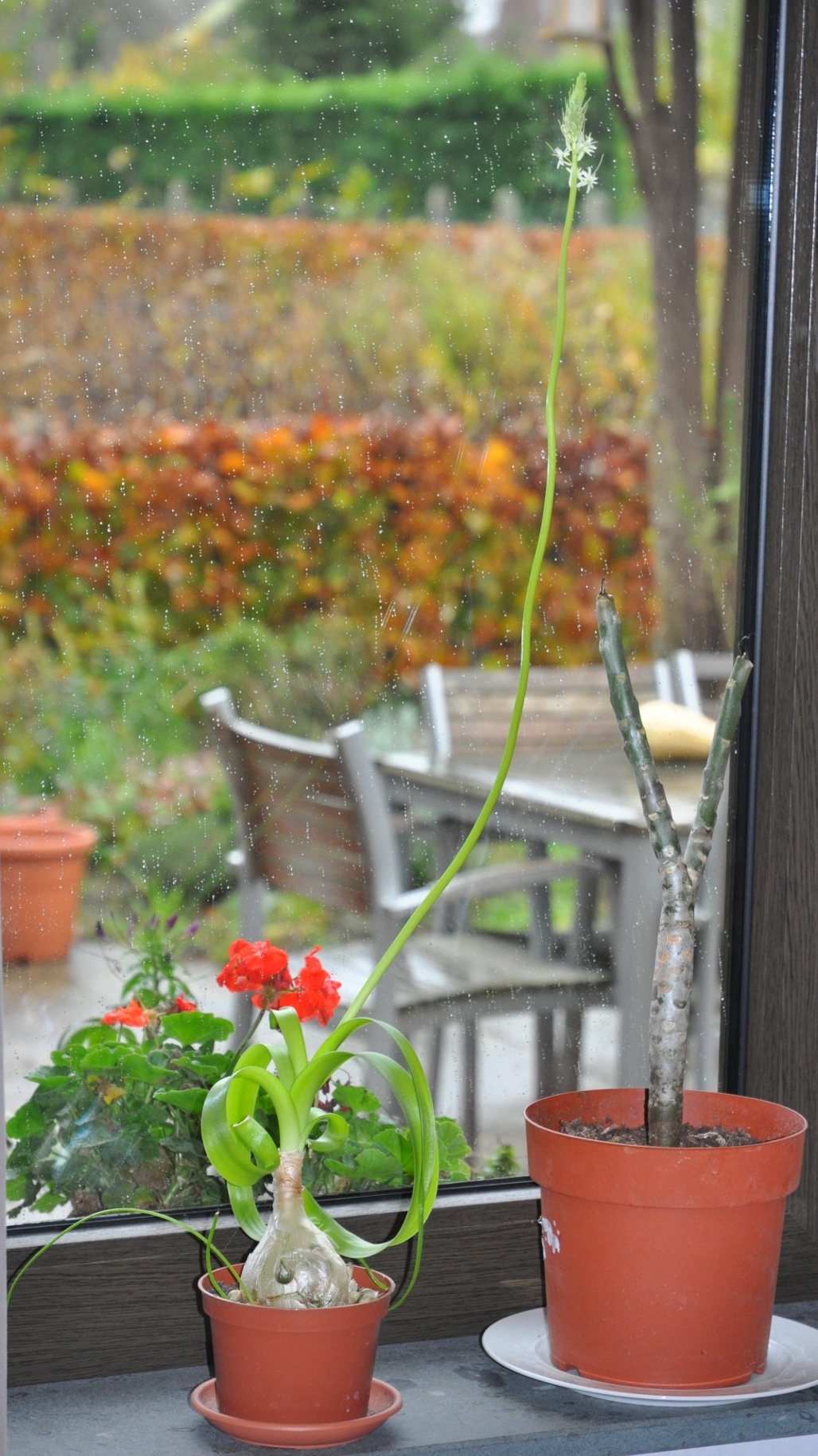 Hyacinthaceae Albuca bracteata