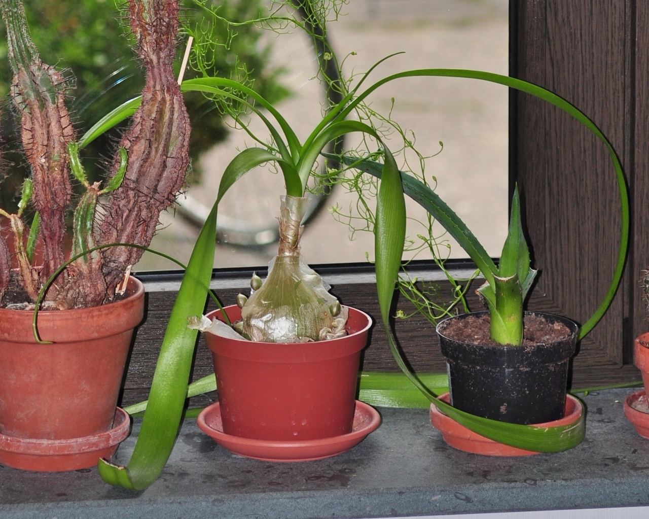 Hyacinthaceae Bowiea volubilis