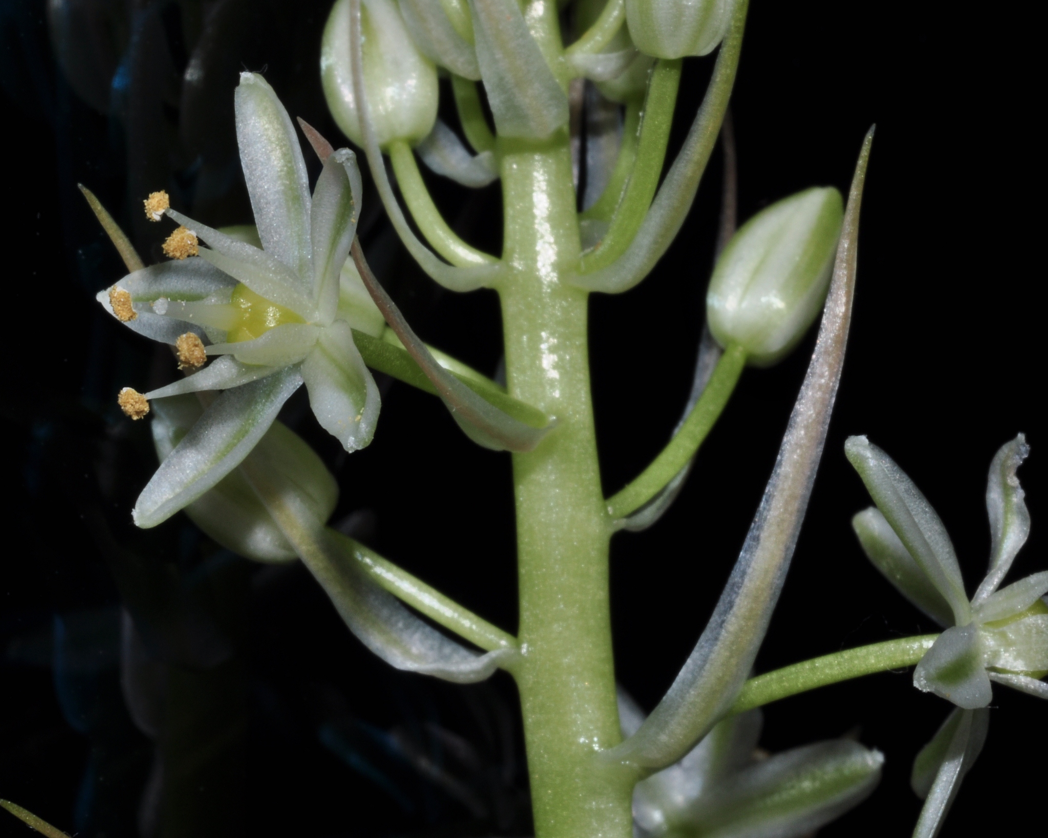 Hyacinthaceae Albuca bracteata