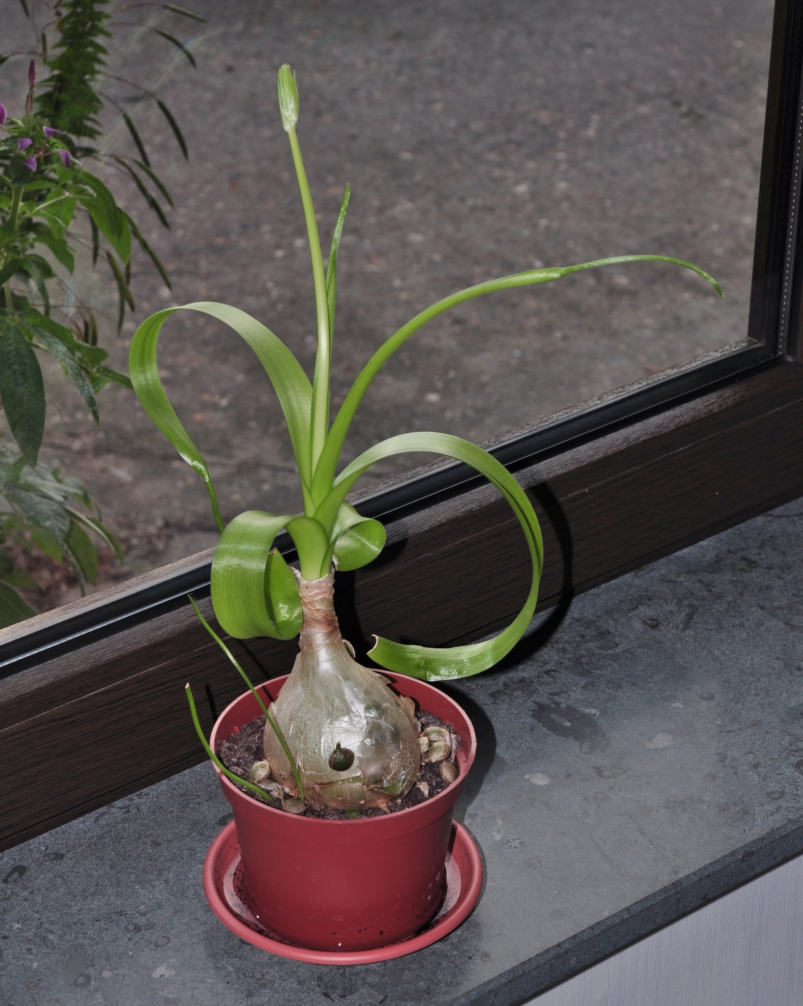 Hyacinthaceae Albuca bracteata
