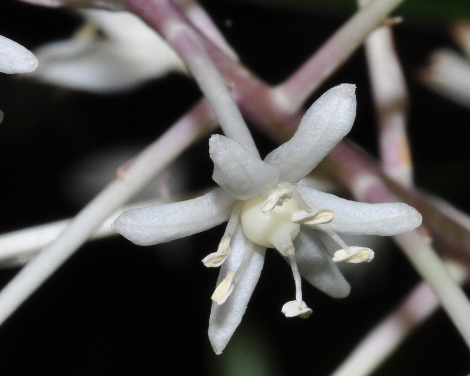 Asparagaceae Speirantha convallarioides