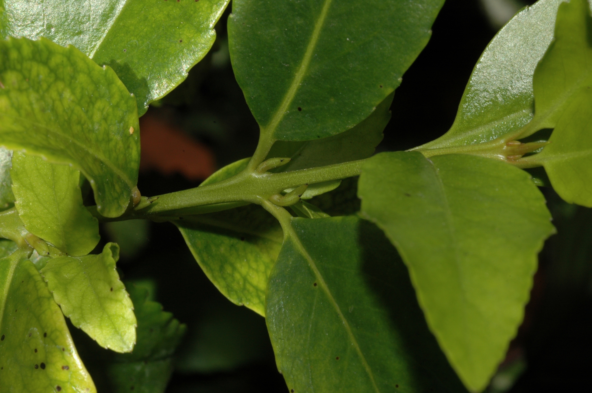 Monimiaceae Laureliopsis philippiana