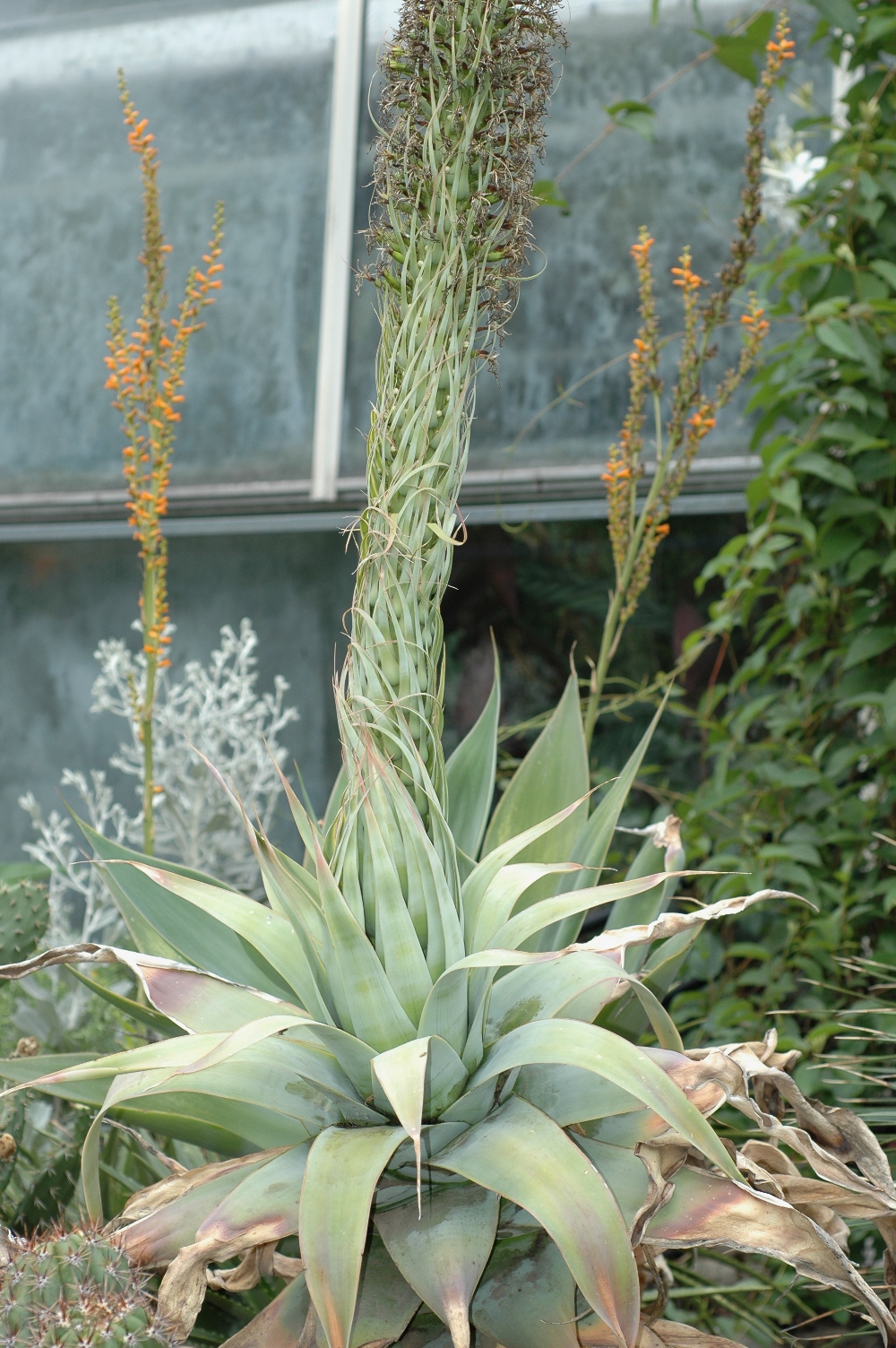 Asparagaceae Agave attenuata