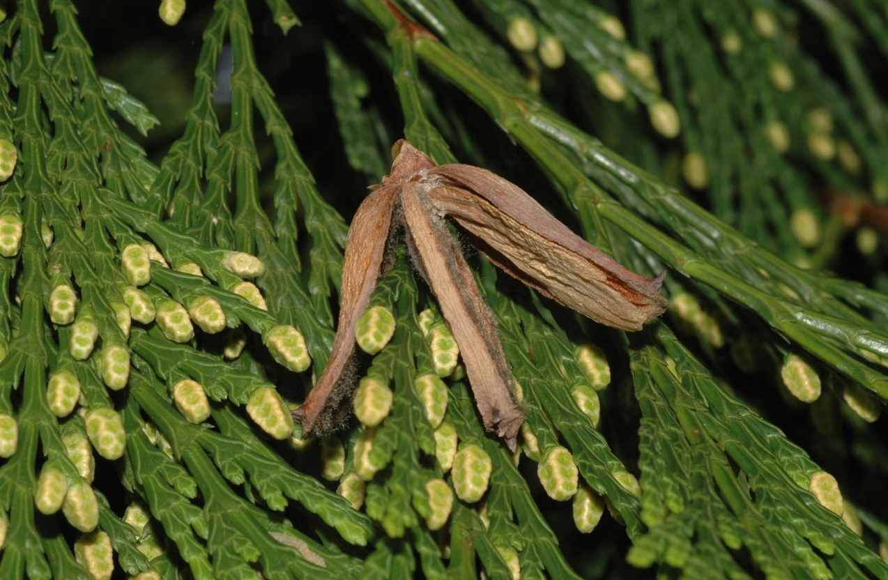 Cupressaceae Calocedrus decurrens