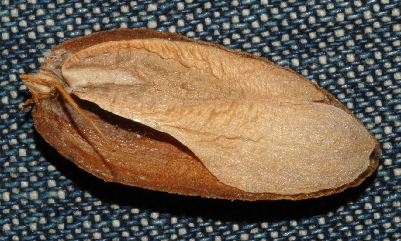 Cupressaceae Calocedrus decurrens