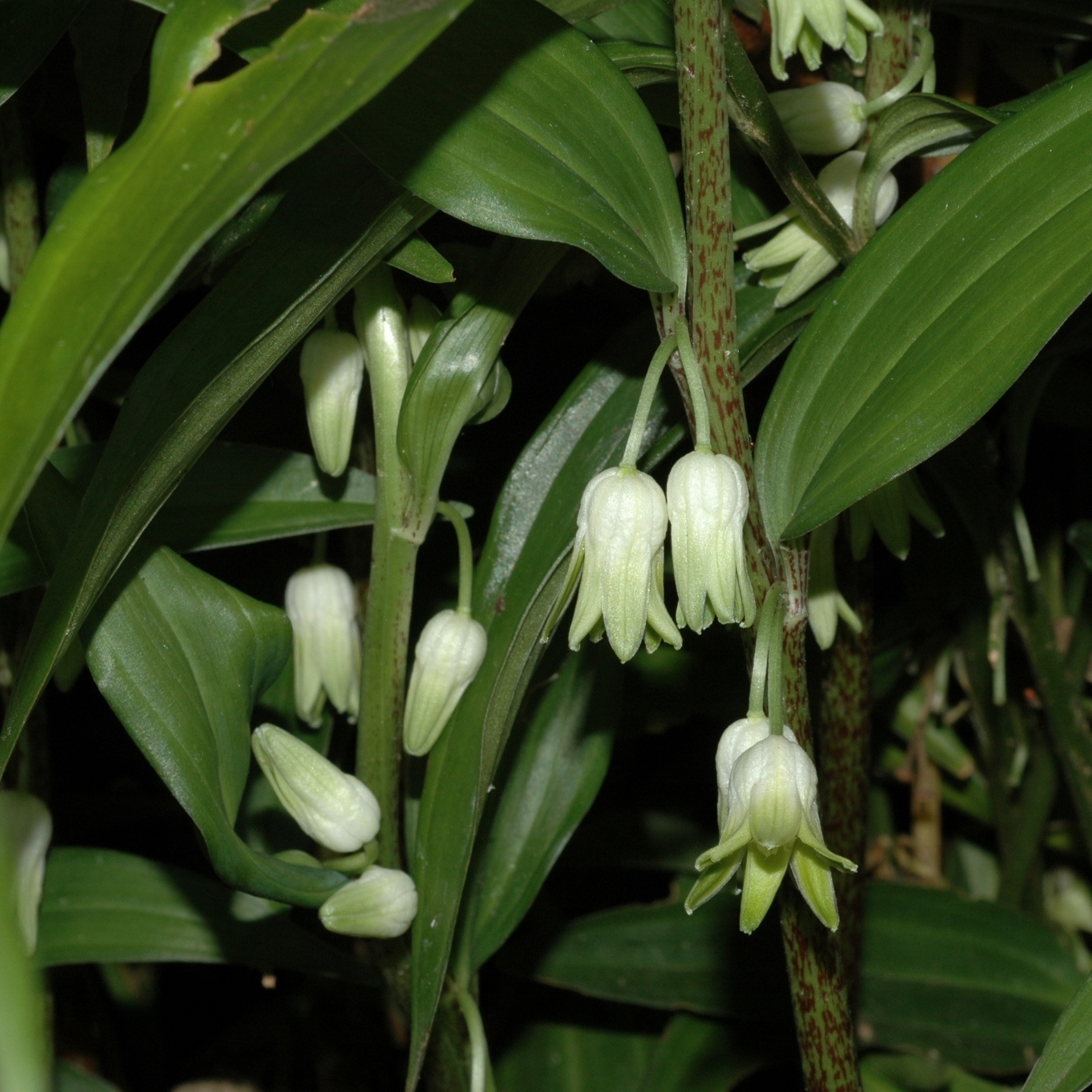 Asparagaceae Disporopsis pernyi