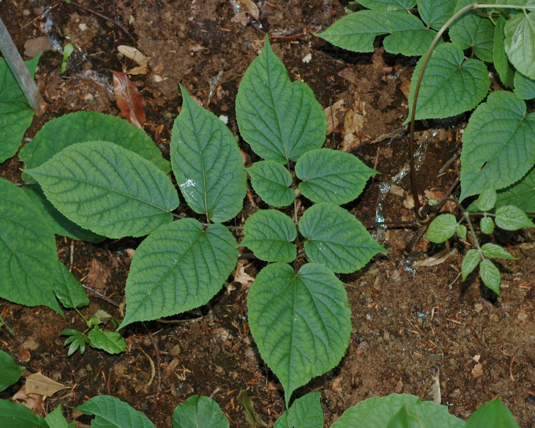 Araliaceae Panax ginseng