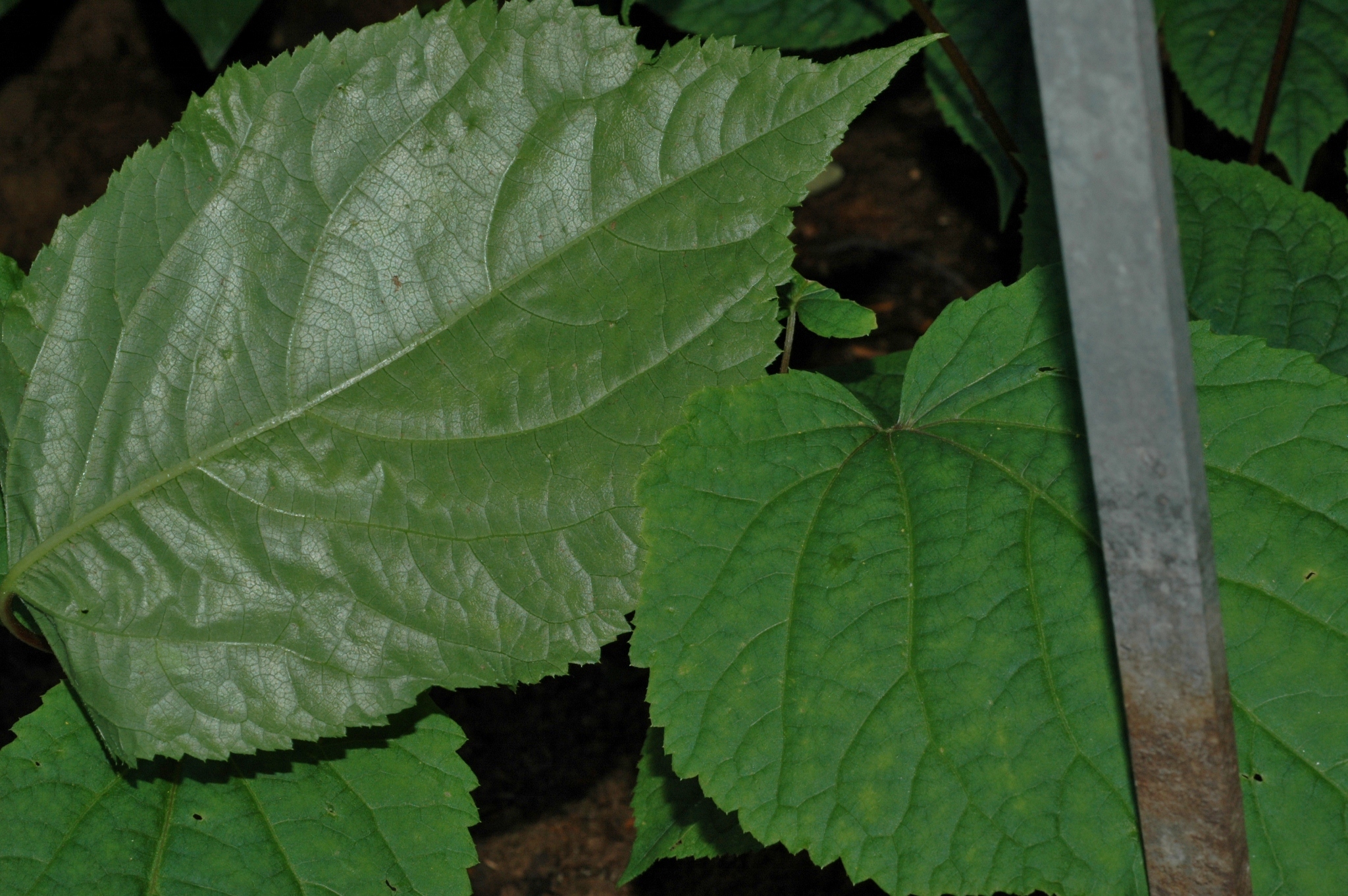 Araliaceae Panax ginseng