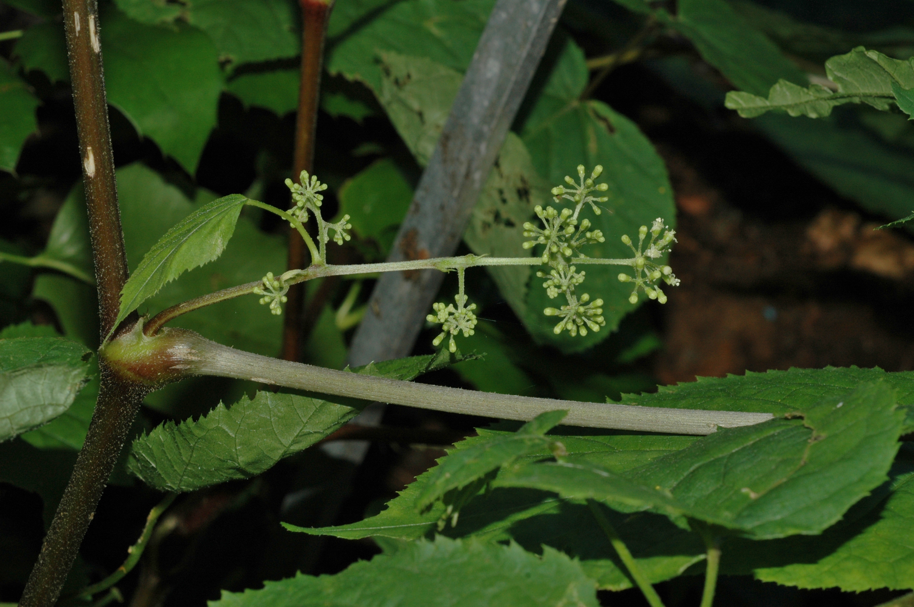 Araliaceae Panax ginseng