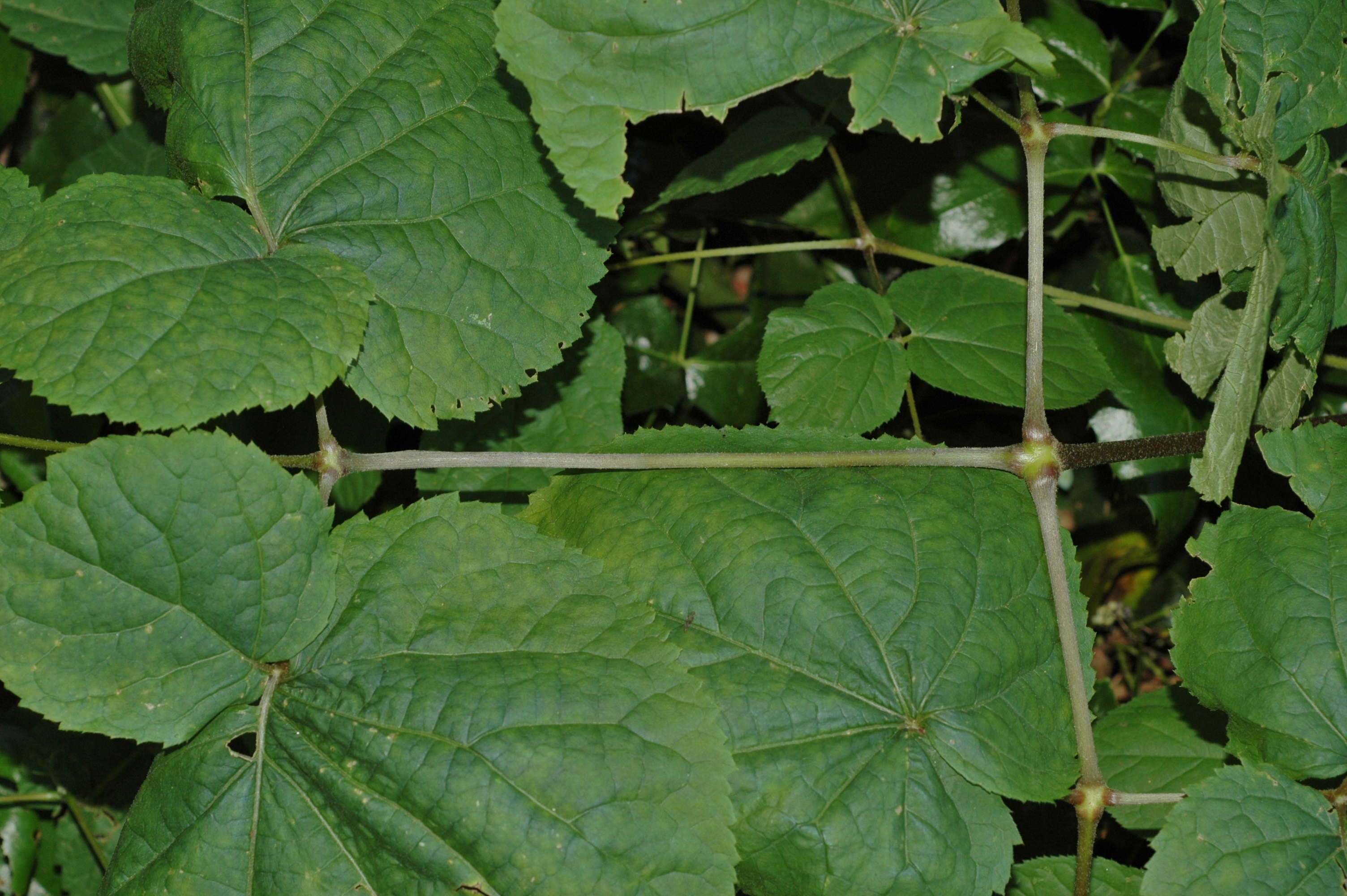 Araliaceae Panax ginseng