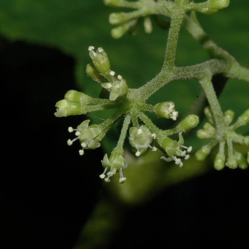 Araliaceae Panax ginseng